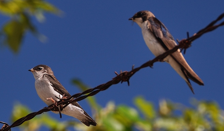 swallows on fence